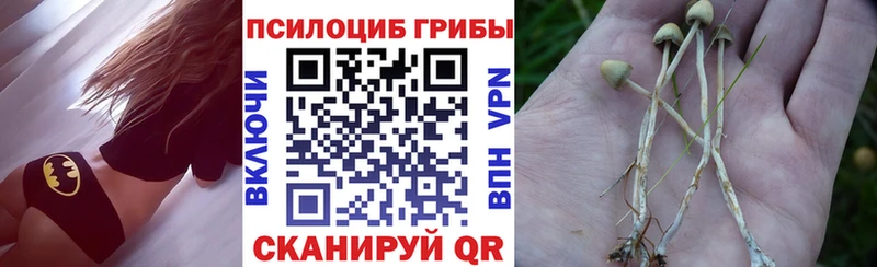 Псилоцибиновые грибы Psilocybe  Курган 